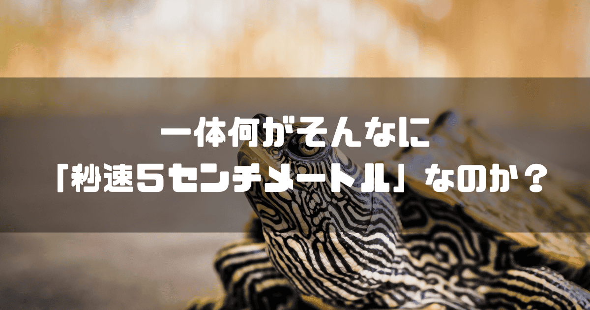 亀を背景に「一体何がそんなに『秒速５センチメートル』なのか？」というキャッチコピーを重ねた見出し
