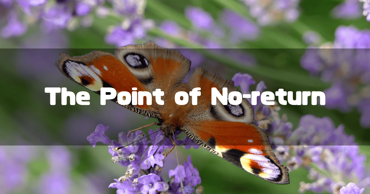 花にとまる蝶を背景に「The Point of No-return」というキャッチコピーを重ねた見出し